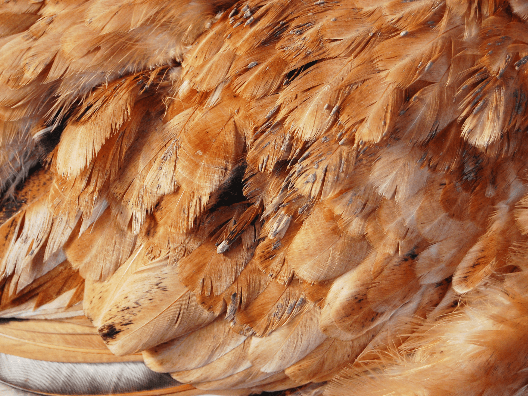 Feather Recycling Machinery PRM