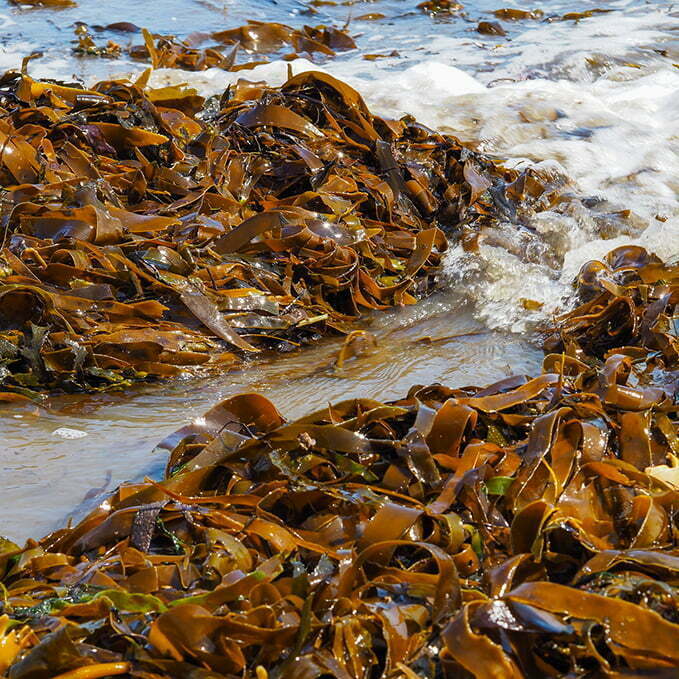 Seaweed fertiliser trials are a success